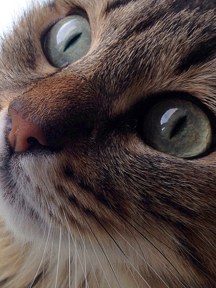 Кошки с большими щеками