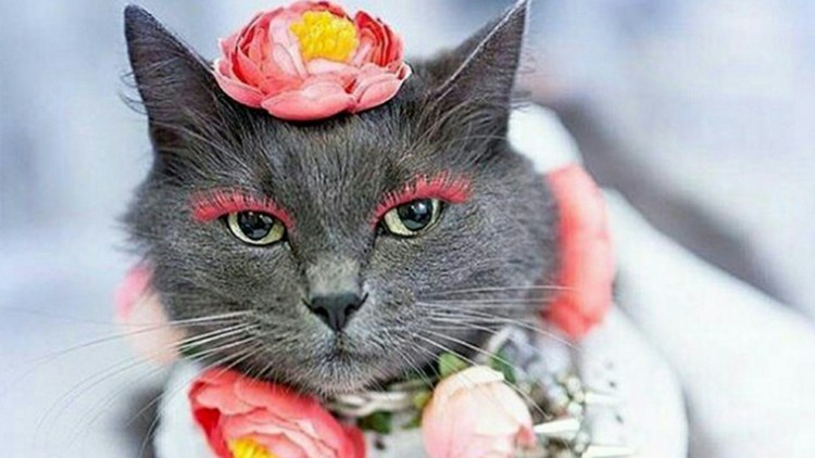 Накрашенная кошка