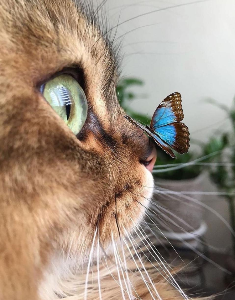 Человек с глазами кошки