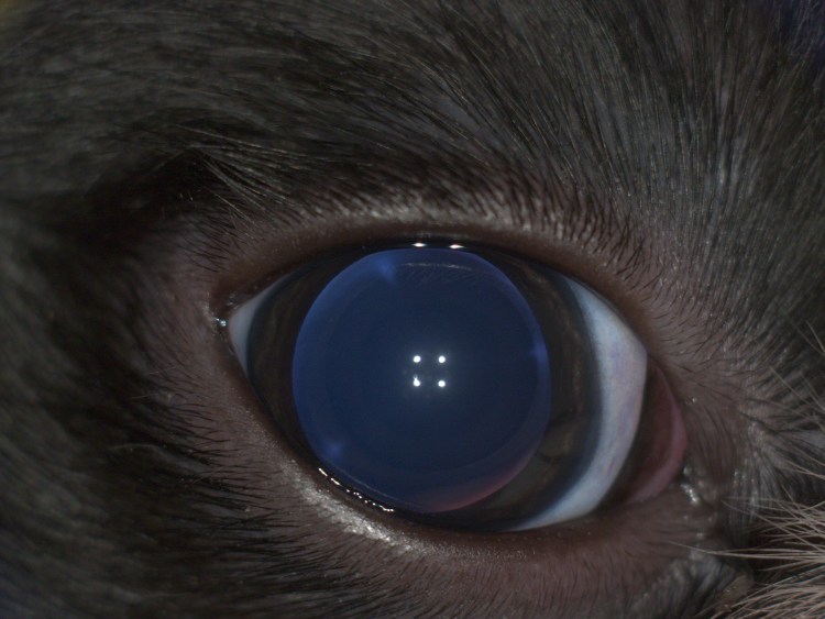 Ресницы коровы