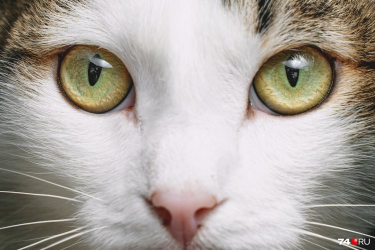 Человек с глазами кошки