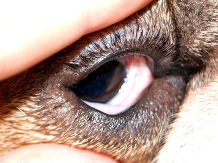 Деромид роговице у собак