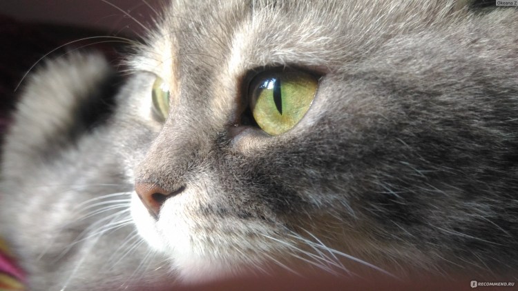 Третье веко у кошки фото
