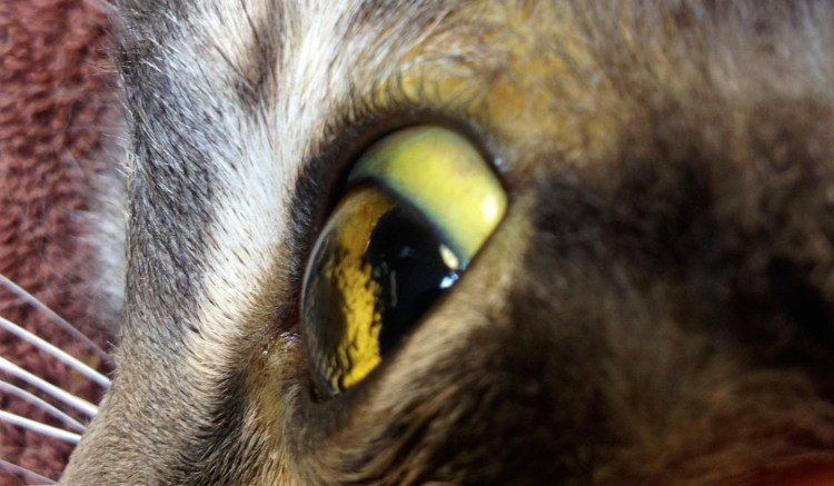 Болезни кошек блефарит