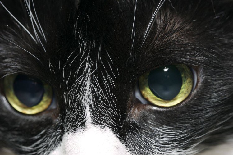 Дистихиаз ресниц у собак