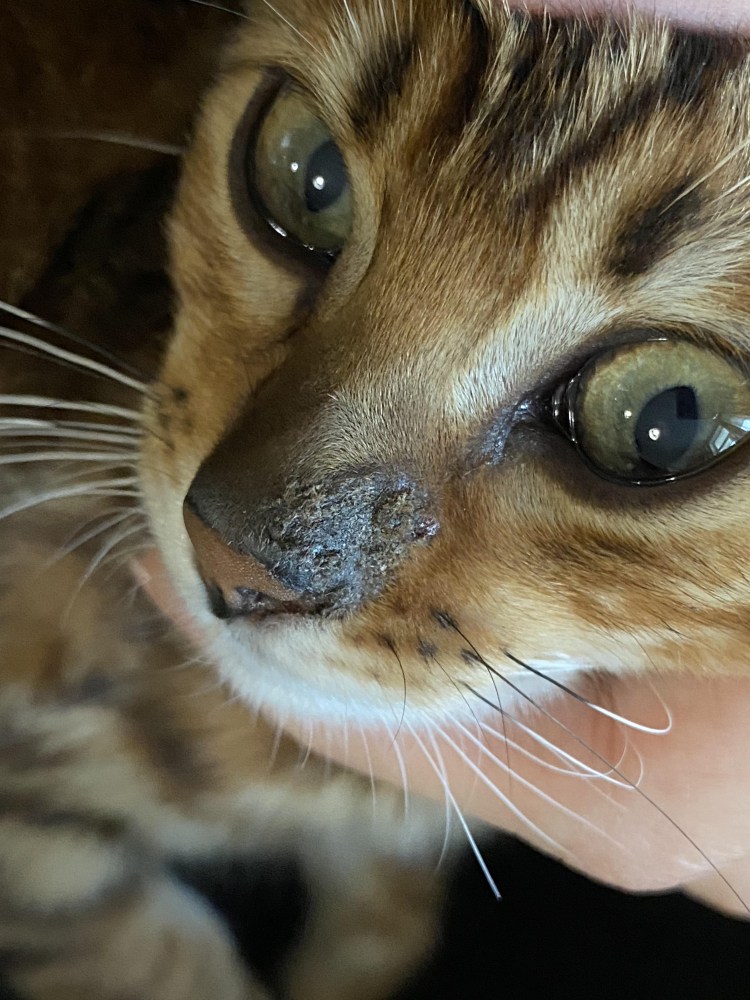 Кошачий глаз