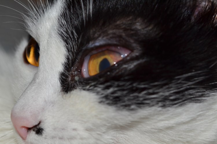 Кошки с необычными глазами