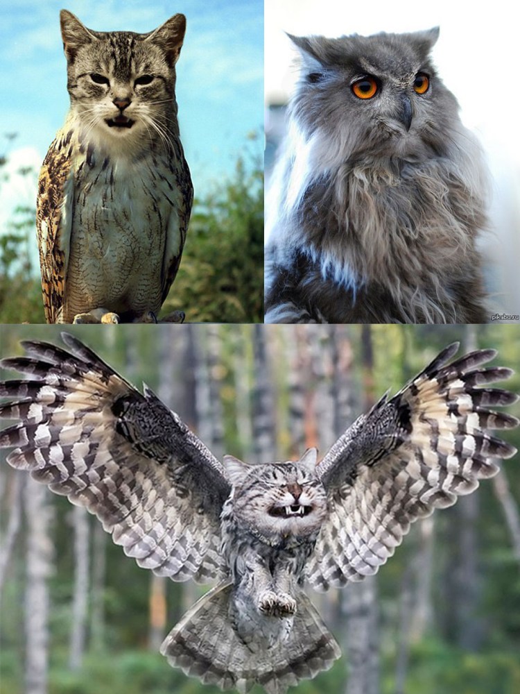 Совенок Фуку и котенок Маримо