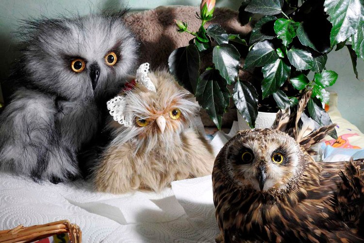 Кот Совенок вислоухий