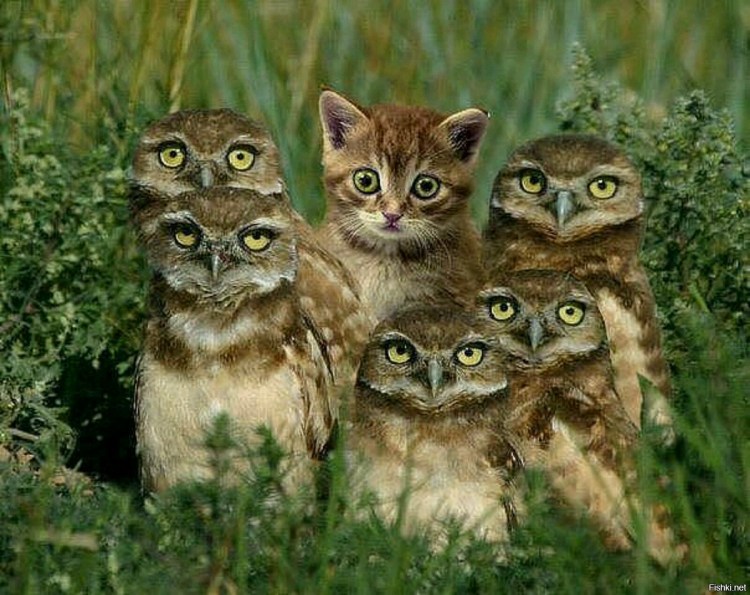 Атчум порода