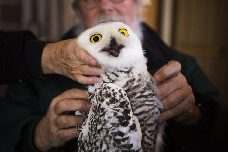 Кот среди сов