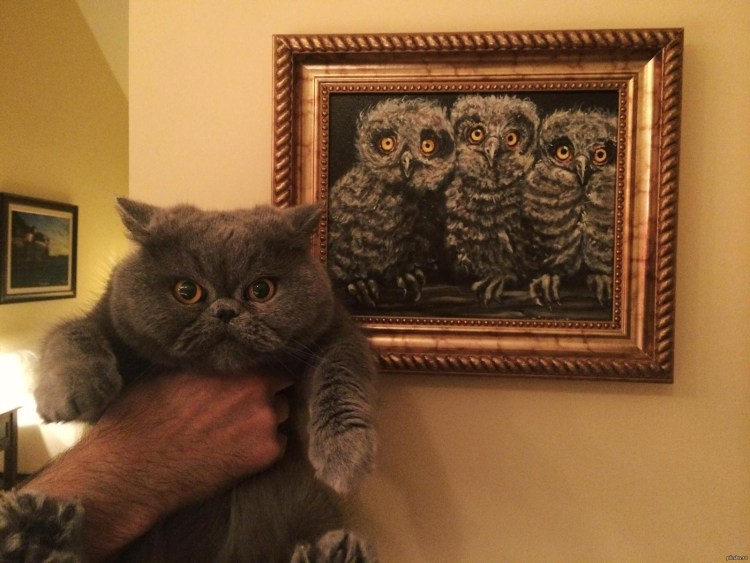 Совенок Фуку и котенок Маримо