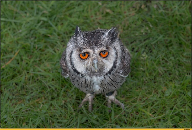 Котики милота