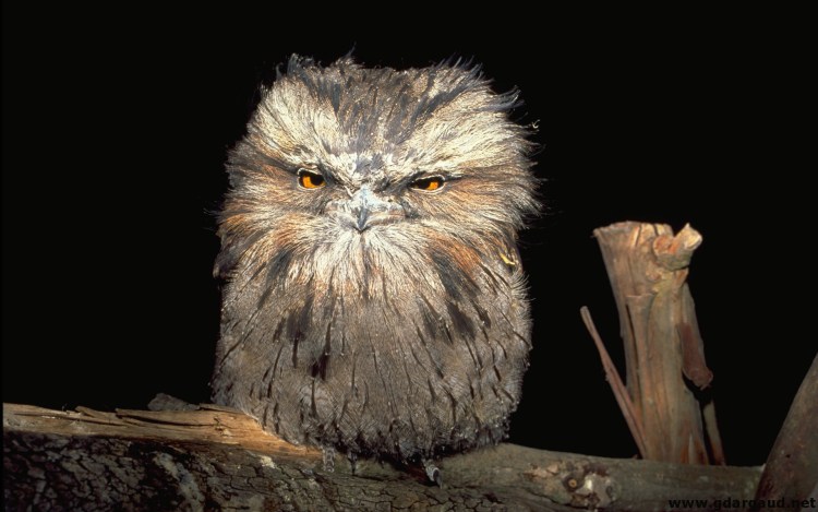 Елена Сова художник