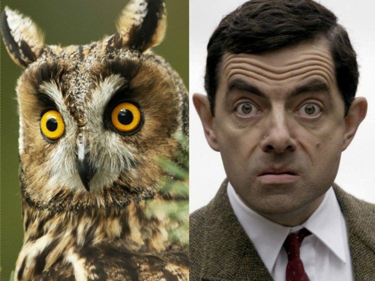 Гигантская Сова