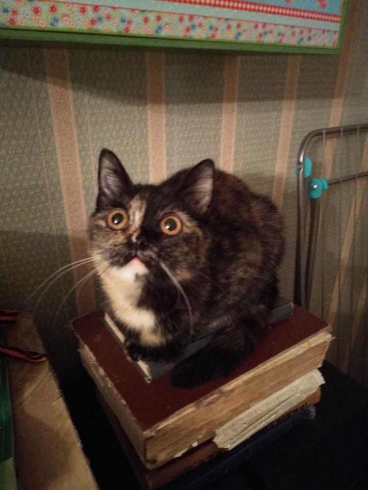 Котики и Совы