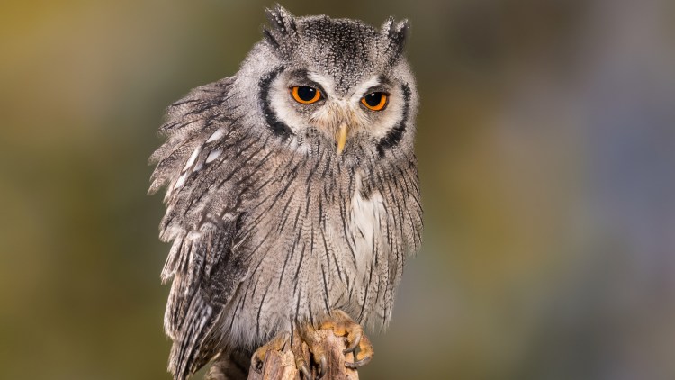 Сова сипуха