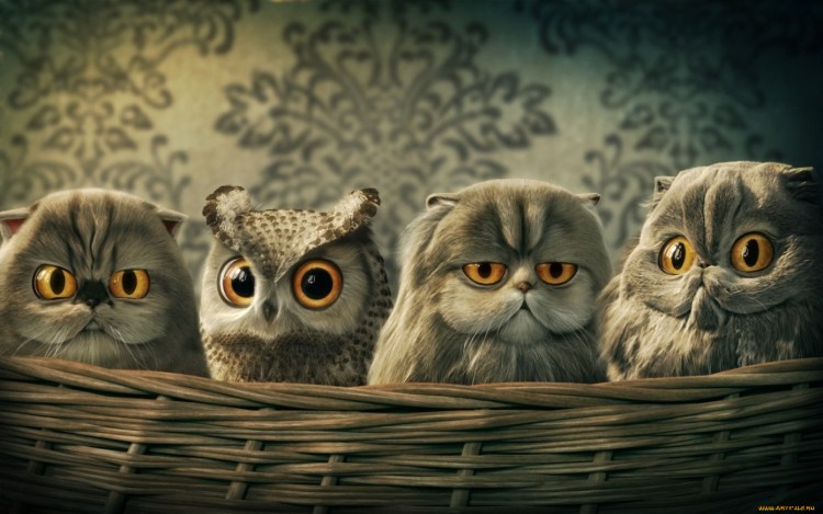 Котики и Совы