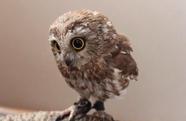 Австралийский Совиный козодой