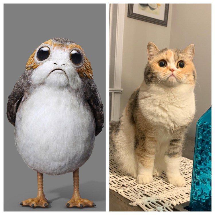 Живопись Сова и кот