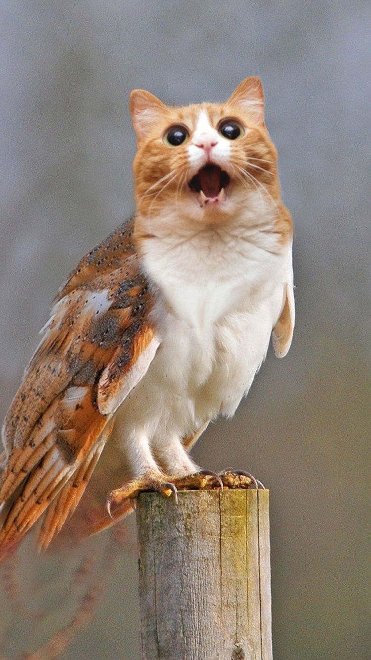 Гибрид кота и Совы