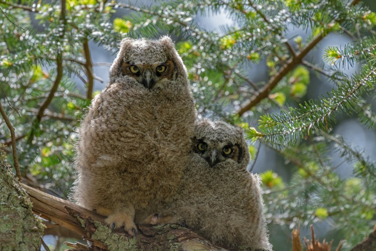 Гибрид кота и Совы