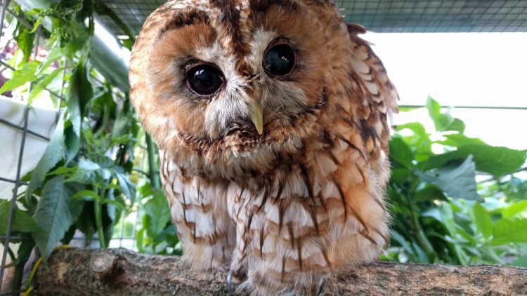 Усталая Сова