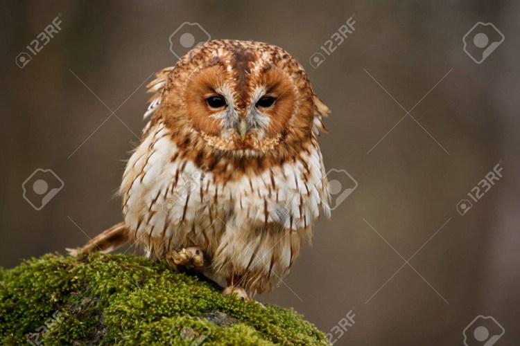 Совы нежные