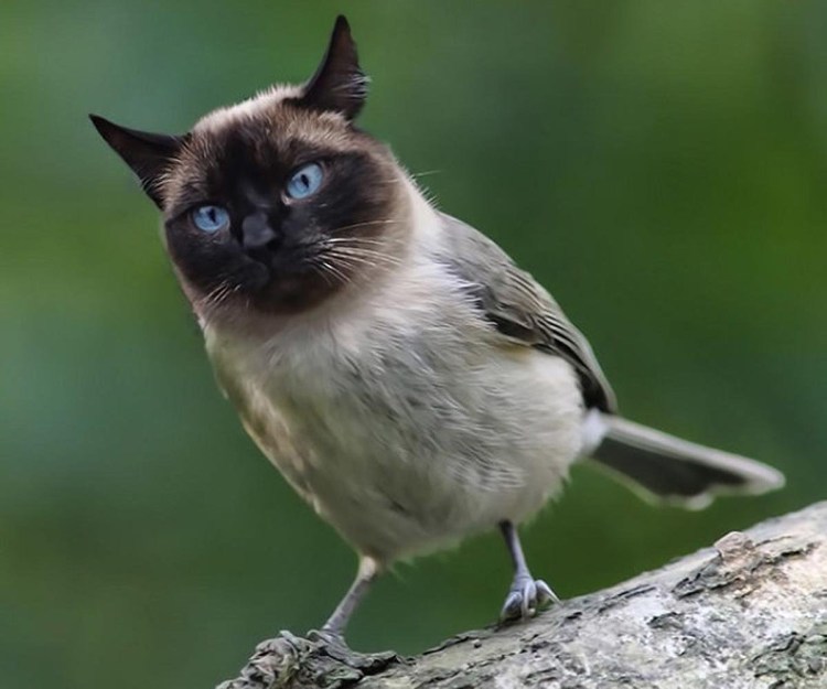 Скрещивание Совы