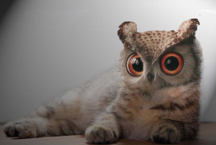 Сова фэнтези