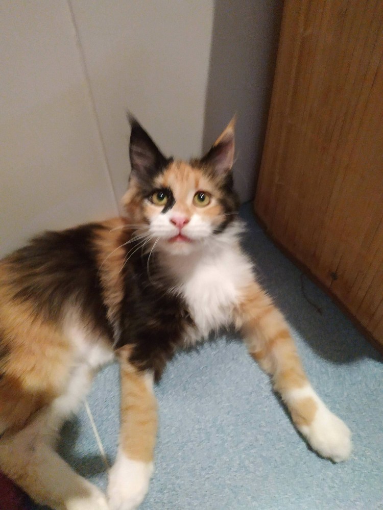 Кот метис Мейн куна