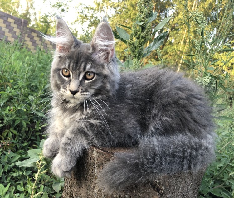 Мейн кун помесь