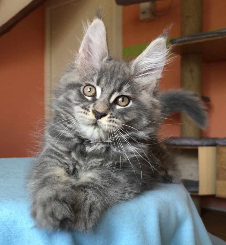 Сибирский кот помесь