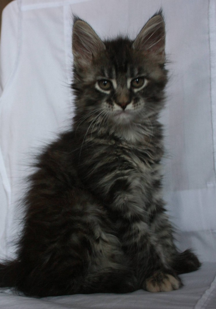 Кот Мейн кун смесь