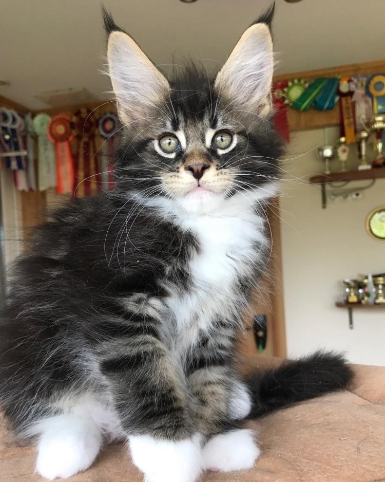 Коты метисы Мейн куна