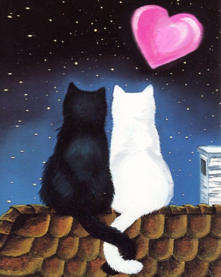 Котики обнимаются