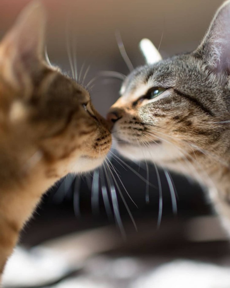 С годовщиной свадьбы при