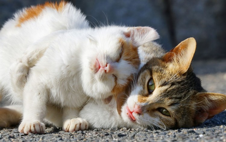 Котик под зонтиком