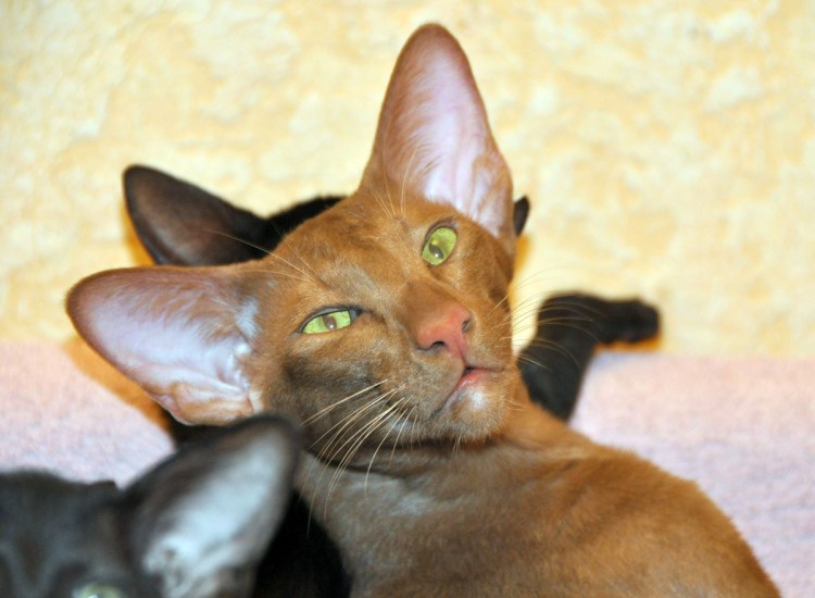 Ориентальная порода Форин Вайт