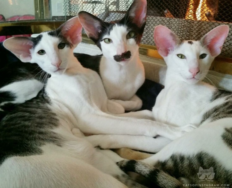 Кошка Ориентал