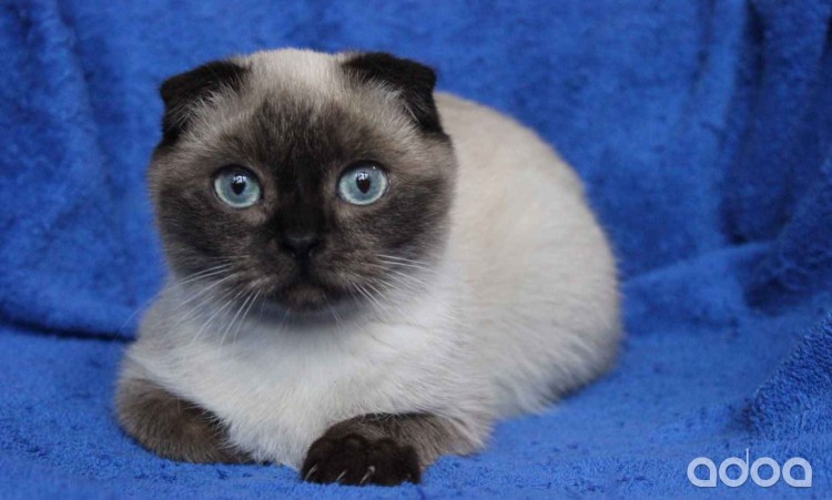 Сиамские вислоухие котята