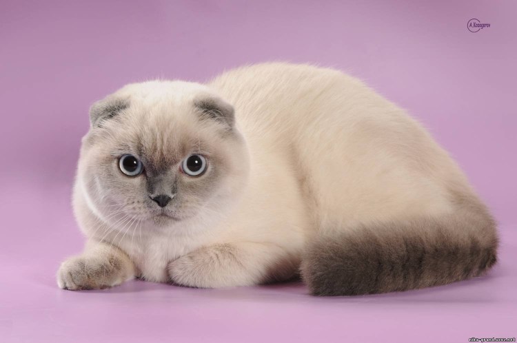 Шотландская вислоухая Сиамская кошка