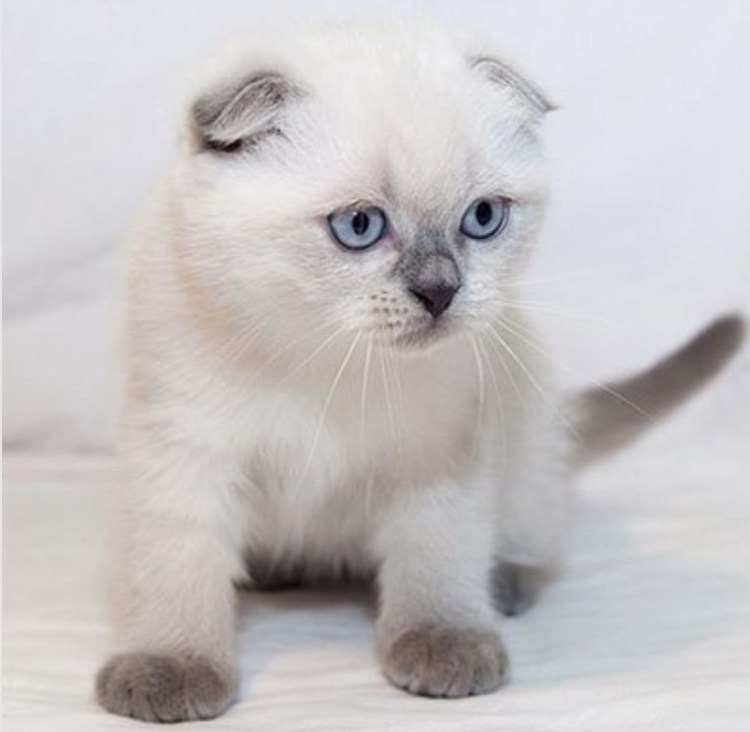 Сиамский скоттиш фолд