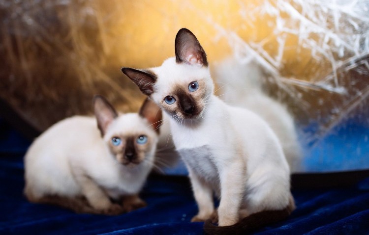 Бело фиолетовые вислоухие кошки