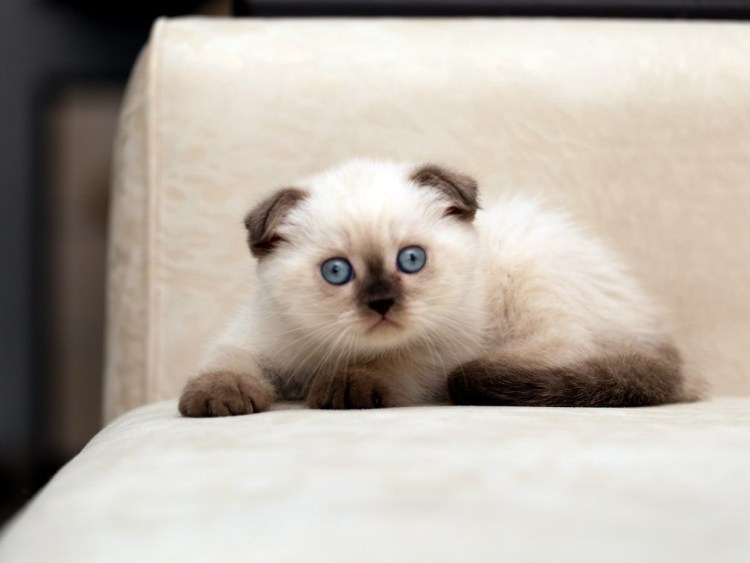 Сиамский скоттиш фолд