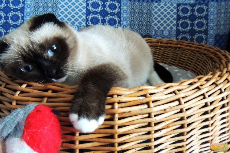 Сиамские вислоухие котята