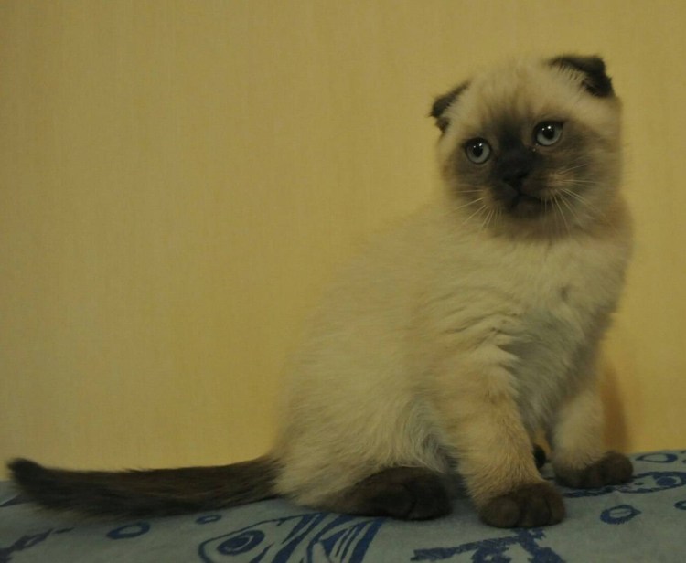 Скоттиш фолд котята