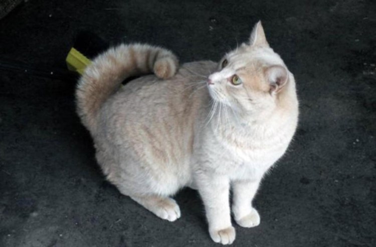 Американский рингтейл кольцехвостая