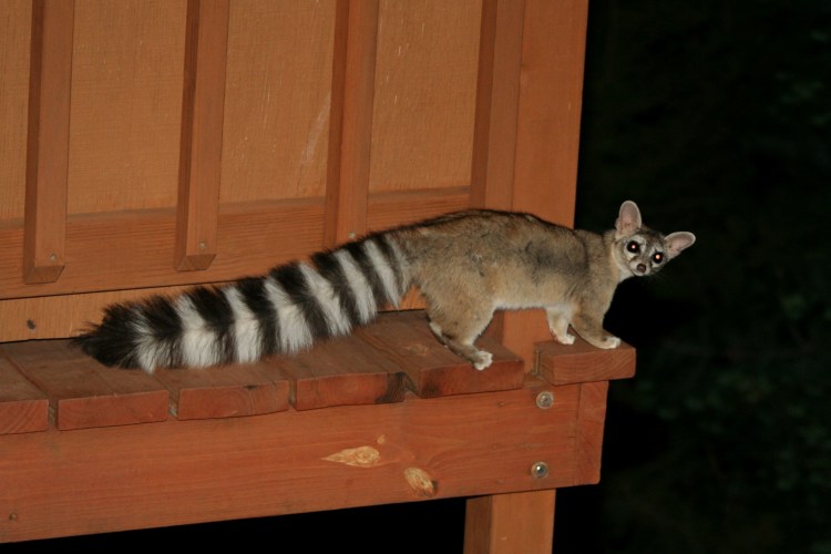 Ringtail Cat