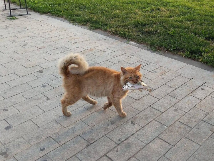 Андская Горная кошка